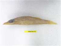 藏品(短鯒)的圖片